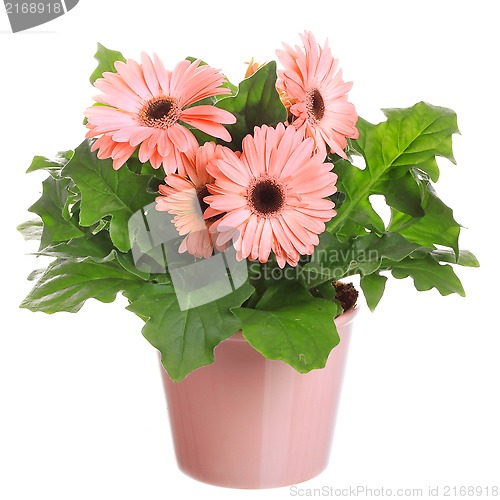 Image of Gerber's  flowers in a flowerpot isolated on a white background.