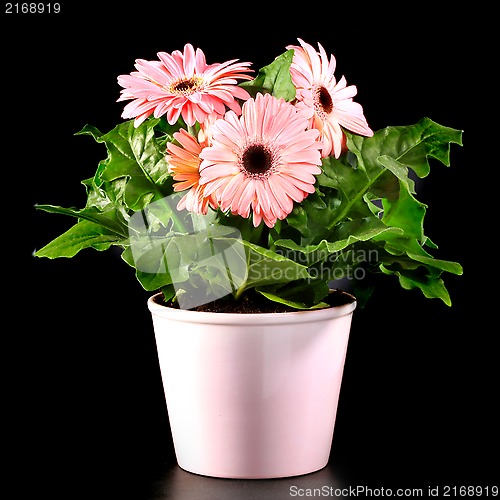 Image of Gerber's  flowers in a flowerpot isolated on a black background.