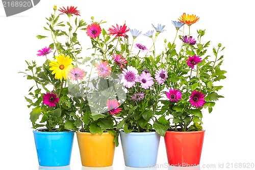 Image of Colorful Pot with Colorful african daisy (Dimorphoteca) flower