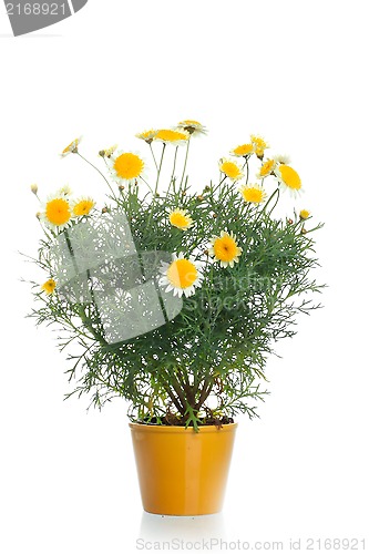Image of Pot with yellow daisy flower