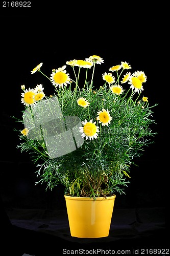 Image of Pot with yellow daisy flower