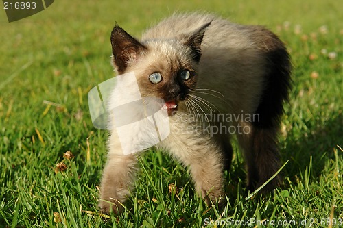 Image of the siamese kitten