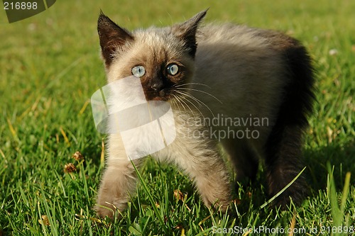 Image of the siamese kitten