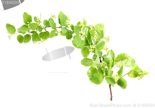 Image of Young green branch with leaf and flowers