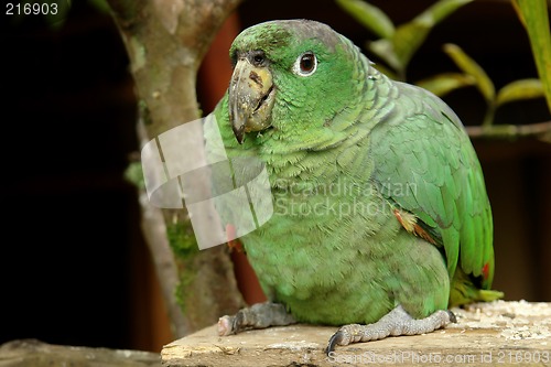 Image of the parrot