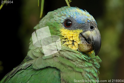 Image of the parrot