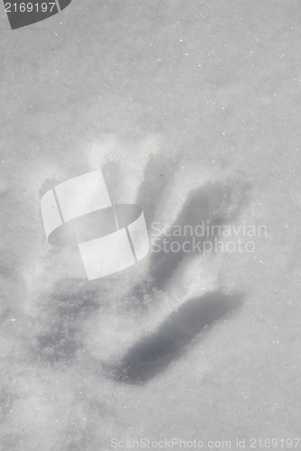 Image of snow imprint of human palm