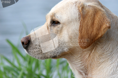 Image of labrador retriever portrait