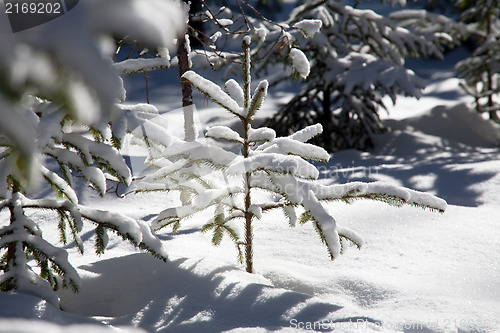 Image of small fir tree