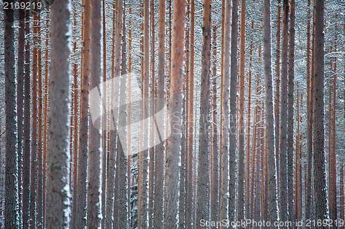 Image of winter pine forest