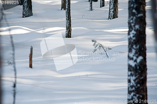 Image of winter forest