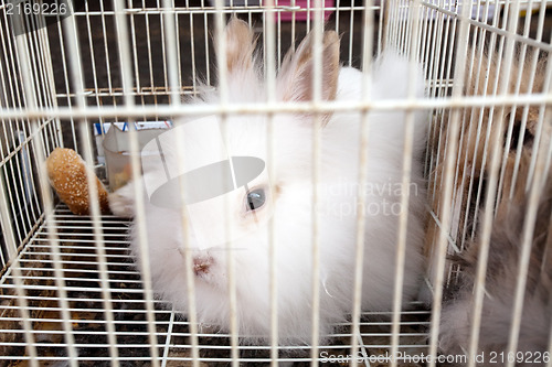 Image of white rabbit in the cage