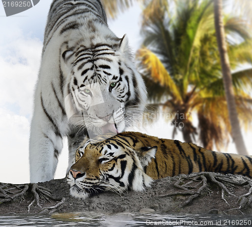 Image of White And Brown Tigers 