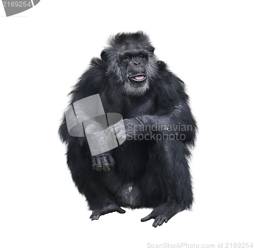 Image of Chimpanzee 