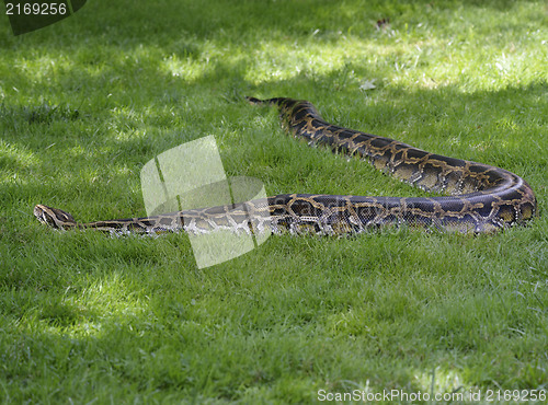 Image of Python In The Grass