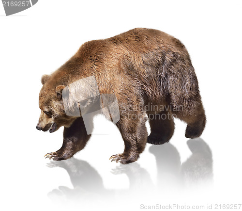 Image of Brown Bear