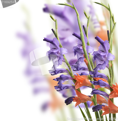 Image of Gladiolus Flowers