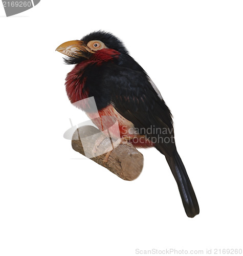 Image of Bearded Barbet