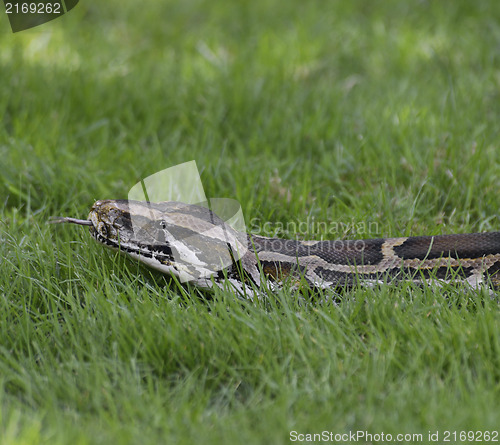 Image of Python In The Grass