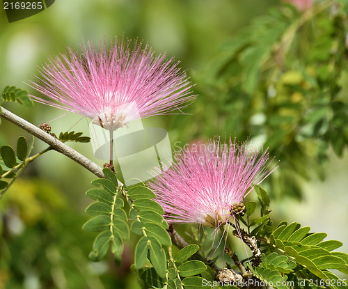 Image of Flowers Of Acacia