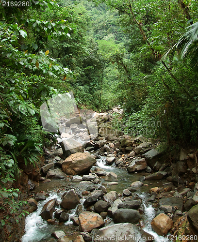 Image of jungle stream