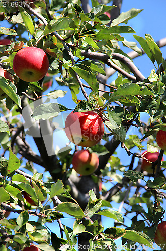 Image of Beautiful ripe red apples on the branch