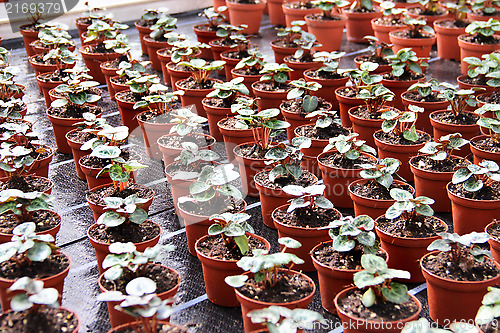 Image of Sprouts in the greenhouse