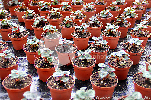 Image of Sprouts in the greenhouse