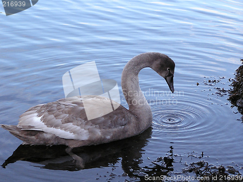 Image of young swan