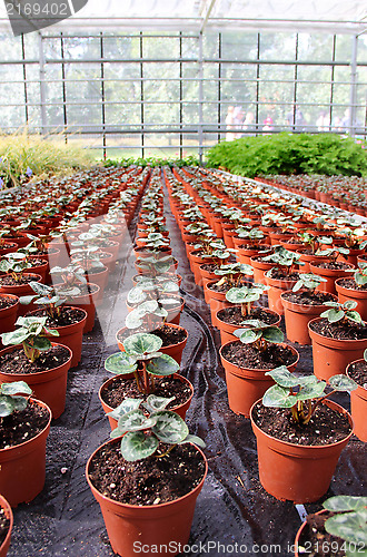 Image of Sprouts in the greenhouse
