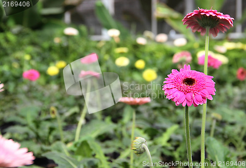 Image of Greenhouse flowers