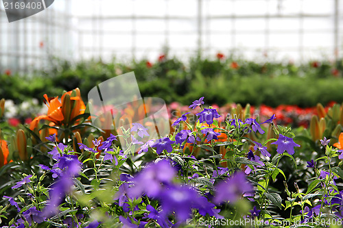 Image of Greenhouse flowers