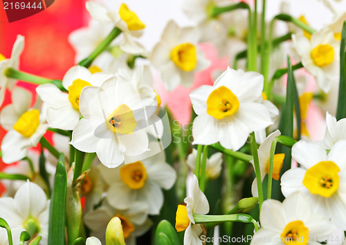 Image of narcissus flower for chinese new year