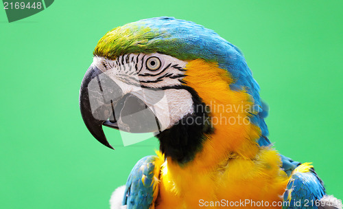 Image of macaw bird 