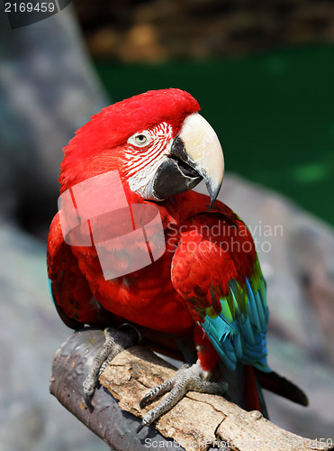 Image of macaw bird 