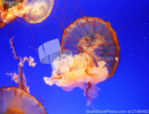 Image of Jellyfish