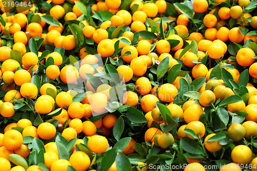 Image of Mandarin for Chinese New Year