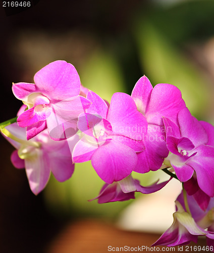 Image of purple phalaenopsis flower