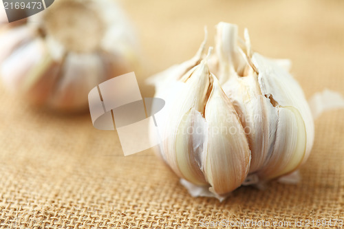 Image of garlic 