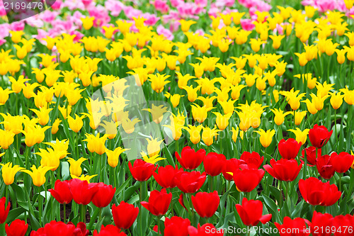 Image of tulips flower