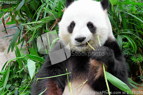 Image of Giant panda eating bamboo