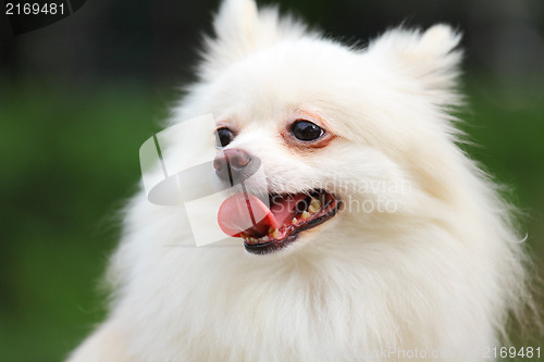 Image of White Pomeranian dog