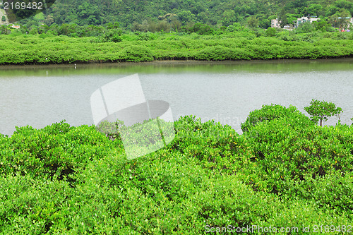 Image of Red Mangrove plant on seaside