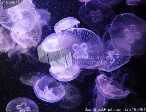 Image of Jellyfish