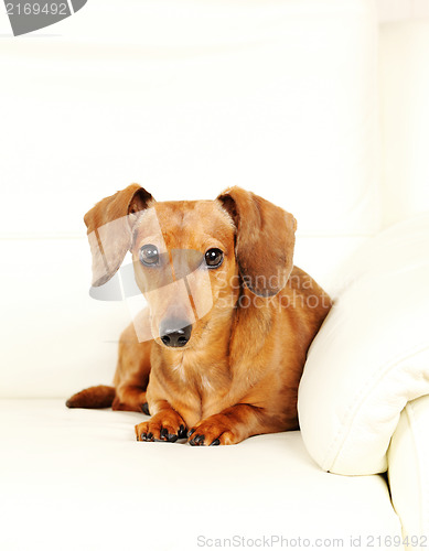 Image of dachshund dog on sofa