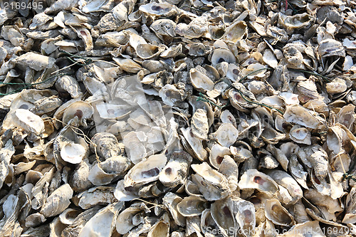 Image of oyster shell