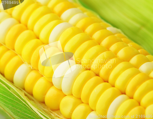 Image of corn