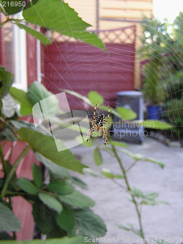 Image of spider in web