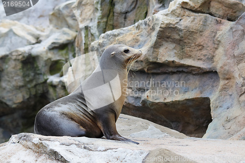 Image of seal on rock