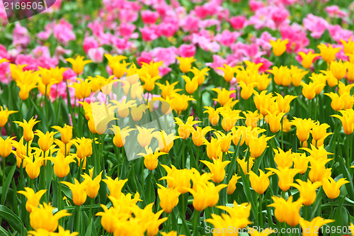 Image of tulips flower